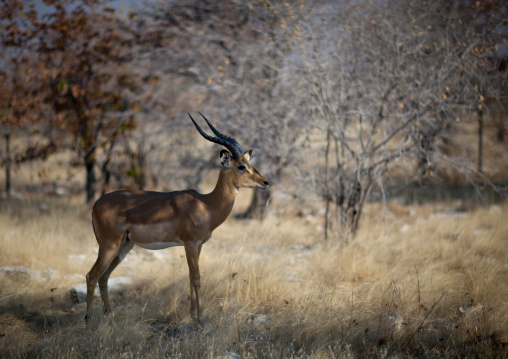 Impala In Etosha National Park, Namibia