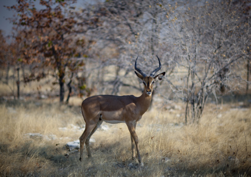 Impala In Etosha National Park, Namibia
