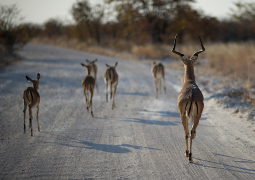 Herd Of Impalas, Etosha National Park, Namibia