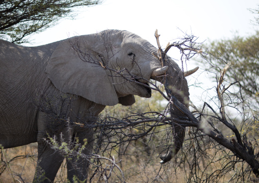 Elephant In Etosha National Park, Namibia