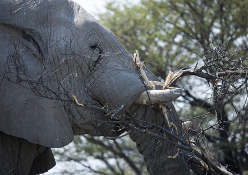 Elephant In Etosha National Park, Namibia