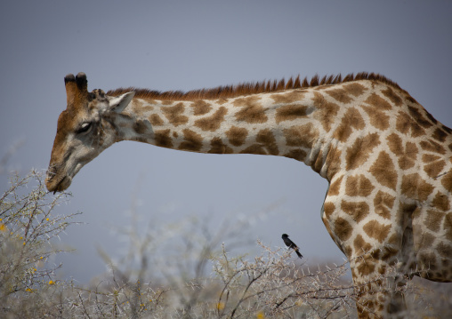 Giraffe Grazing In Etosha National Park, Namibia
