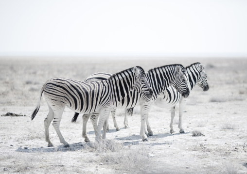 Zebras In Etosha National Park, Namibia