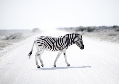 Zebra In Etosha National Park, Namibia