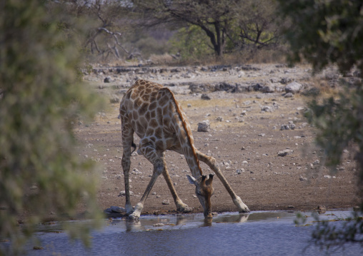 Giraffe Drinking, Etosha National Park, Namibia