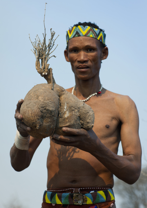 San Man Showing A Water Tuber, Namibia