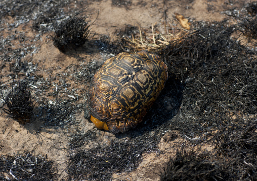 Shell Of Turtle Killed By A Bush Fire, Namibia