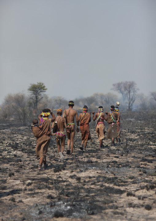Group Of Sans Walking On Burnt Lands In The Bush, Namibia
