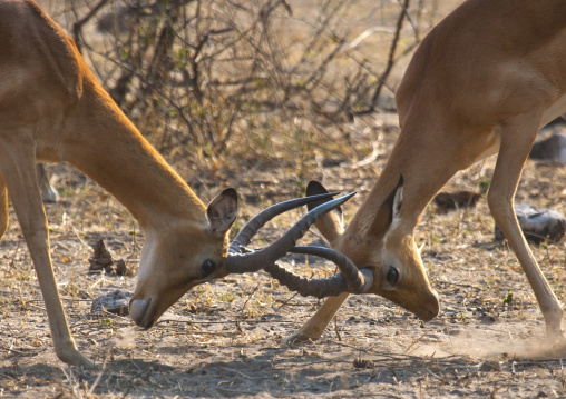 Springbocks Fighting, Etosha, Namibia