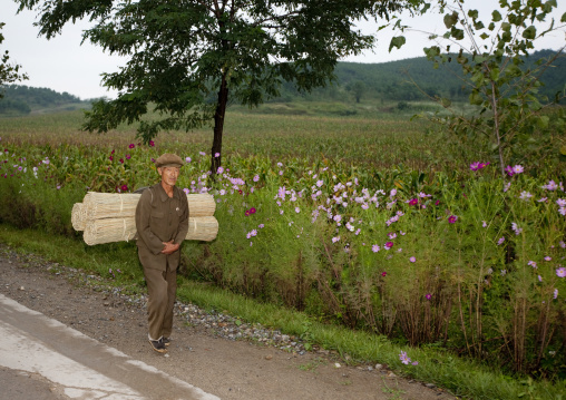 North Korean man carrying stuff on his back in the countryside, North Hwanghae Province, Kaesong, North Korea