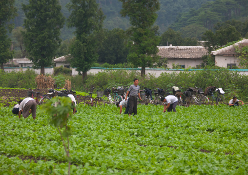North Korean farmers working in a field, South Hamgyong Province, Hamhung, North Korea