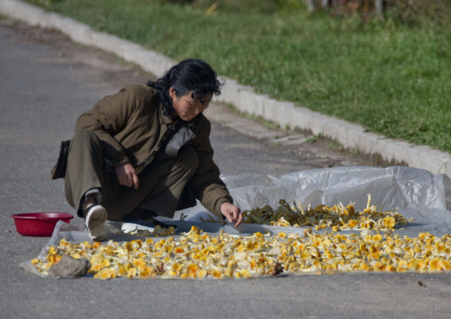 North Korean woman drying mushrooms on the road, Ryanggang Province, Samjiyon, North Korea