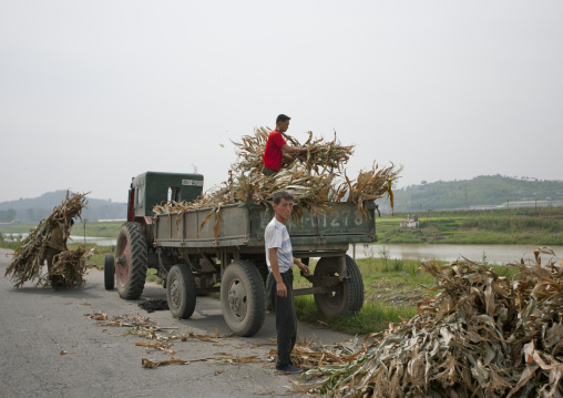 North Korean famers loading a truck with corns during the harvest times, Pyongan Province, Pyongyang, North Korea