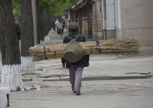 Backside of a North Korean woman carrying wood in the street, North Hwanghae Province, Kaesong, North Korea