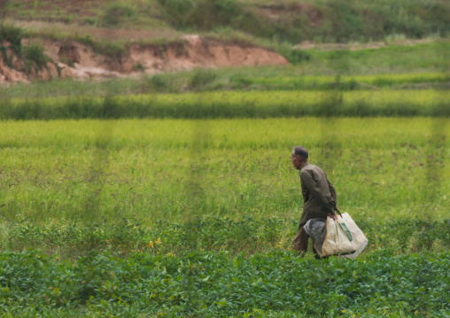North Korean man in a field seen through barbed wire in the Demilitarized Zone, North Hwanghae Province, Panmunjom, North Korea