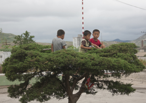 North Korean boys playing in a tree, North Hwanghae Province, Kaesong, North Korea