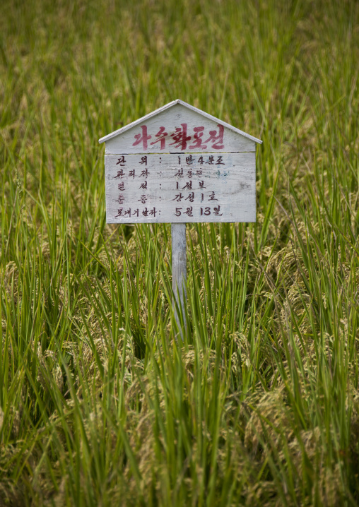 Information sign among field of crops, South Pyongan Province, Chongsan-ri Cooperative Farm, North Korea