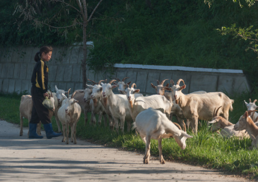 North Korean girl watching a herd of goats grazing, South Pyongan Province, Chonsam Cooperative Farm, North Korea
