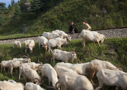 Two North Korean teenage girls watching a herd of goats grazing, North Hamgyong Province, Chilbo Sea, North Korea