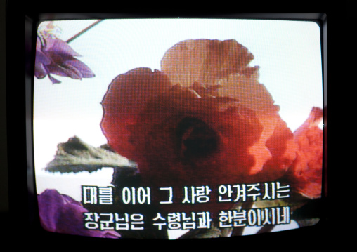 Kimjongilia flower on the North Korean television, Pyongan Province, Pyongyang, North Korea