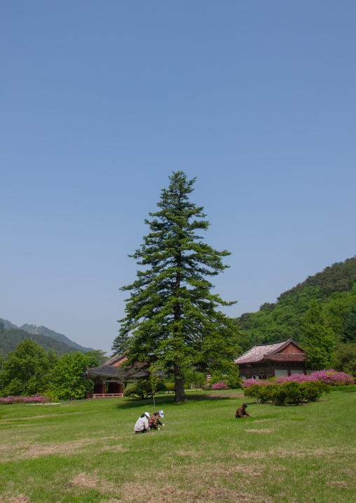 North koreans people gardening in Pohyon-sa Korean buddhist temple, North Pyongan Province, Myohyang-san, North Korea