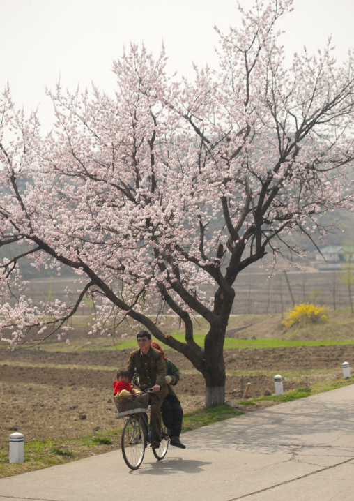 North Korean family on a bicycle passing in front of blossom cherry tree, Pyongan Province, Pyongyang, North Korea
