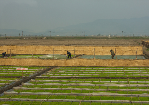 North Korean farmers working in a field, Kangwon Province, Chonsam Cooperative Farm, North Korea