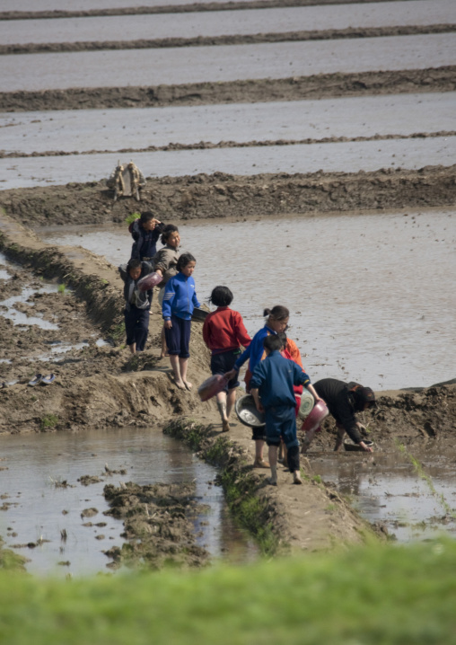North Korean children working in a paddy field, Pyongan Province, Pyongyang, North Korea