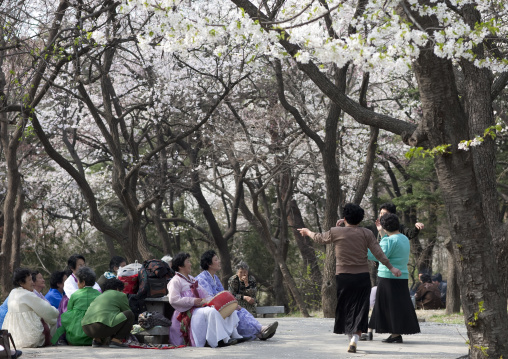 North Korean women dancing in a park under cherry blossoms for the day of the sun which is the birth anniversary of Kim Il-sung, Pyongan Province, Pyongyang, North Korea