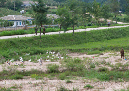 North Korean soldiers herding ducks in the countryside, North Hwanghae Province, Kaesong, North Korea