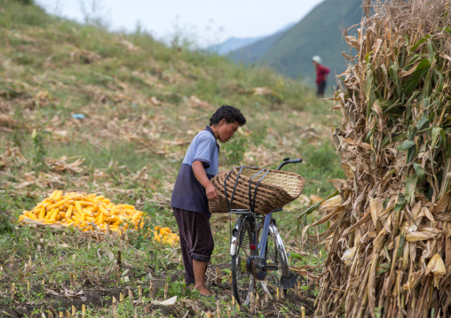 North Korean woman harvesting corns in a field, South Hamgyong Province, Hamhung, North Korea