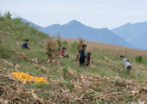North Korean people harvesting corns in a field, South Hamgyong Province, Hamhung, North Korea