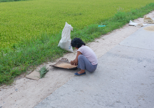 North Korean woman collecting fallen corn on the road in the countryside, North Hwanghae Province, Kaesong, North Korea