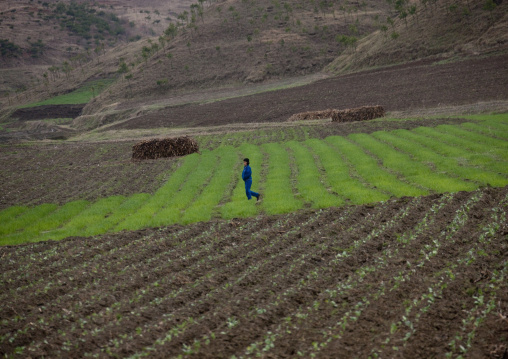 North Korean farmer working in a field, North Hwanghae Province, Kaesong, North Korea
