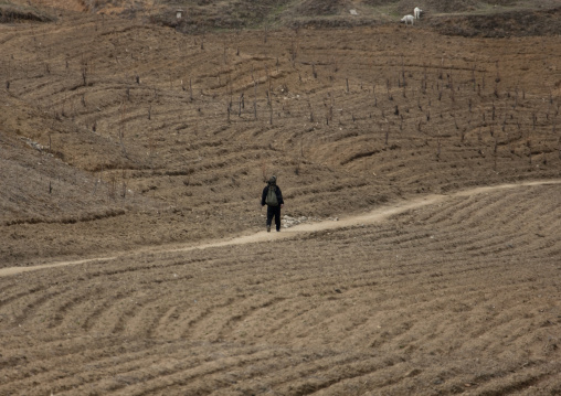 North Korean woman in a plow field, Pyongan Province, Pyongyang, North Korea