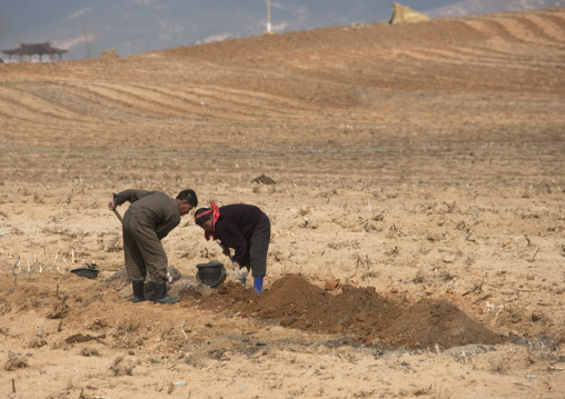 North Korean farmers working in a field, Pyongan Province, Pyongyang, North Korea