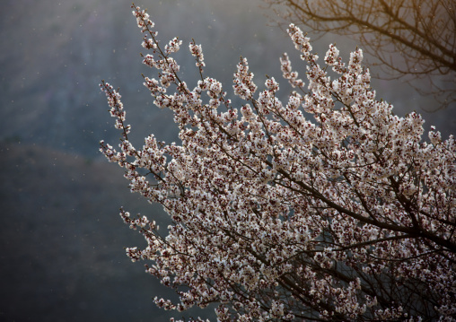 Cherry tree in blossom, Kangwon Province, Wonsan, North Korea