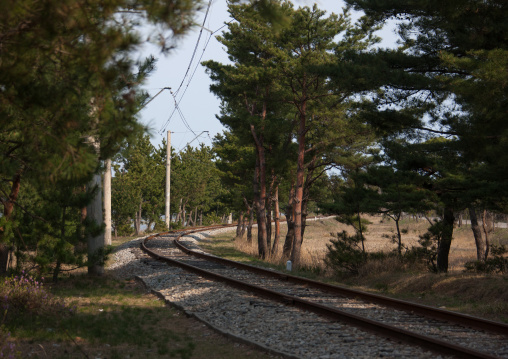 Empty railways in a forest, Kangwon Province, Wonsan, North Korea