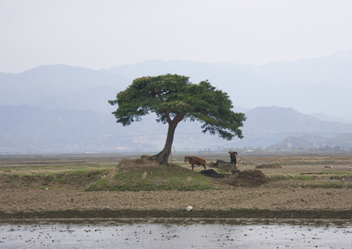 North Korean peasant with his ox cart working under a tree, Kangwon Province, Wonsan, North Korea