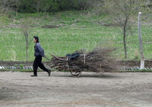 North Korean woman pulling wood on a cart, North Hamgyong Province, Jung Pyong Ri, North Korea