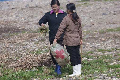 North Korean women collecting grass to eat, North Hamgyong Province, Jung Pyong Ri, North Korea