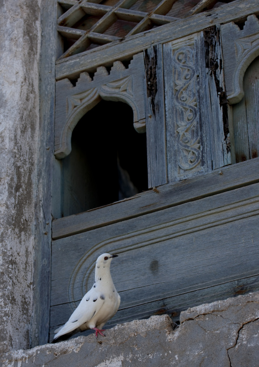 Old Blue Wooden Window With A White Pigeon Standing Beside, Mirbat, Oman