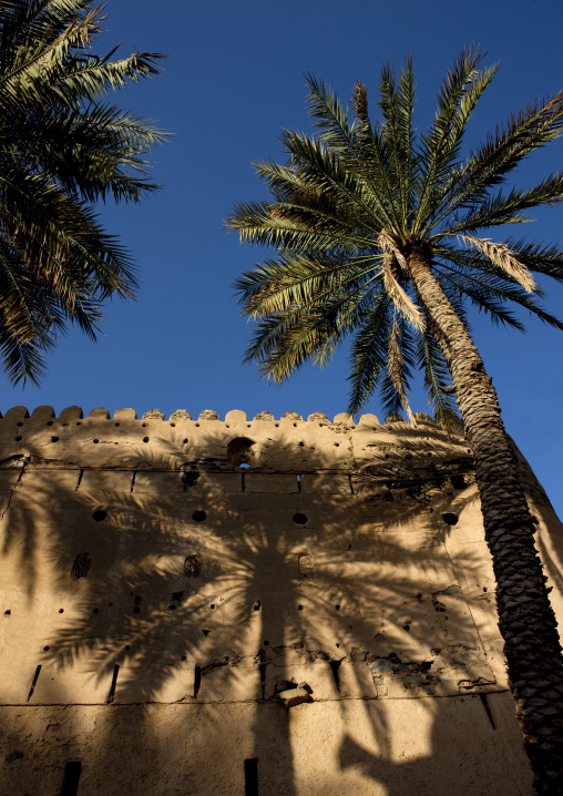 Palm Trees And Shadows On The Wall, Birkat Al Mauz, Oman