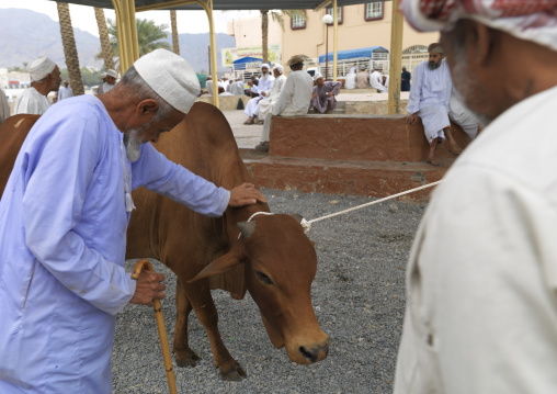 Old Man Checking The Cow In Nizwa Cattle Market, Oman