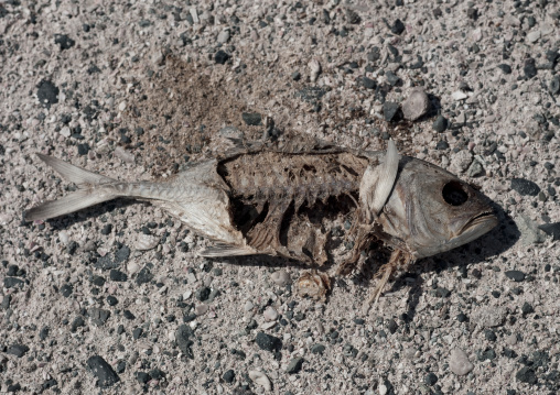 Dead Fish Dried On The Beach, Masirah Island, Oman