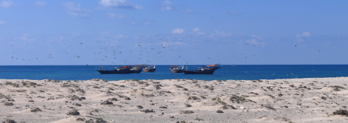 Several Dhows Anchored On The Sea Arounded By Flying Sea Gull, Masirah Island, Oman