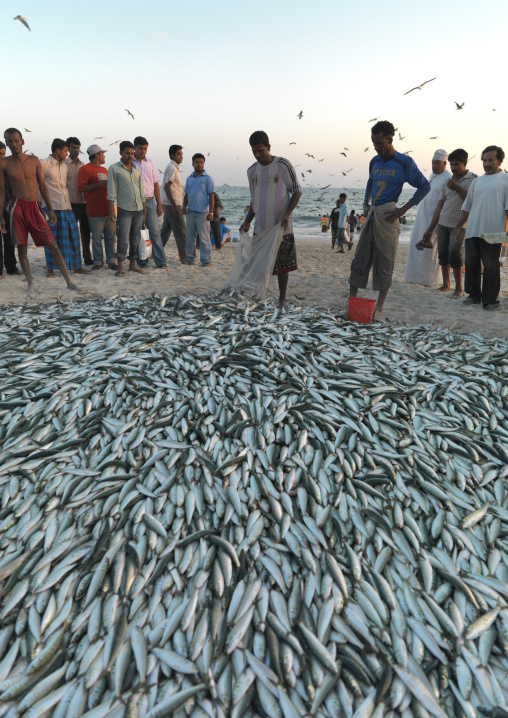 Fishermen Back From Fishing Oured Out Their Spoils On The Beach, Salalah, Oman