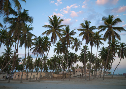 Palm Trees In Salalah, Oman