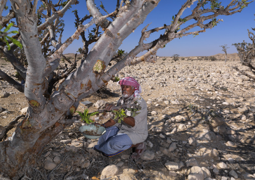 Old Man Collecting Frankincense In Wadi Dawkah, Oman