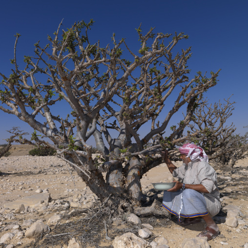 Man Sitting Beside The Tree To Collec Frankincense In Wadi Dawkah, Oman